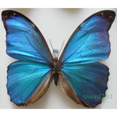 Morpho menelaus (Linnaeus, 1758) Peru 104mm54a